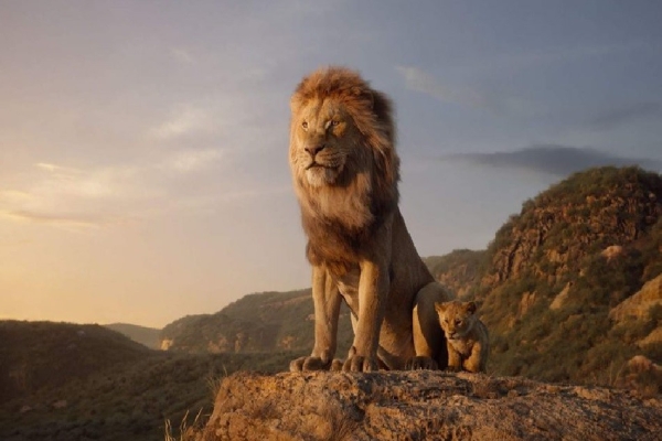 Ciné sous les étoiles : plus de 800 personnes pour «Le Roi Lion» au Plateau Saint-Jean