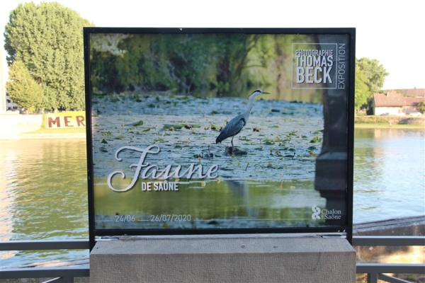 Venez découvrir sur le Quai des Messageries l'exposition «Faune de Saône» 