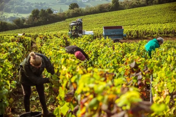 40 000 travailleurs saisonniers attendus : les vendanges 2025 recrutent massivement en Bourgogne