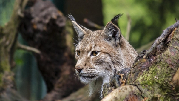Quatre Lynx remis en liberté dans le massif du Jura : retour à la nature pour trois mâles et une femelle sauvés à l’hiver 2025