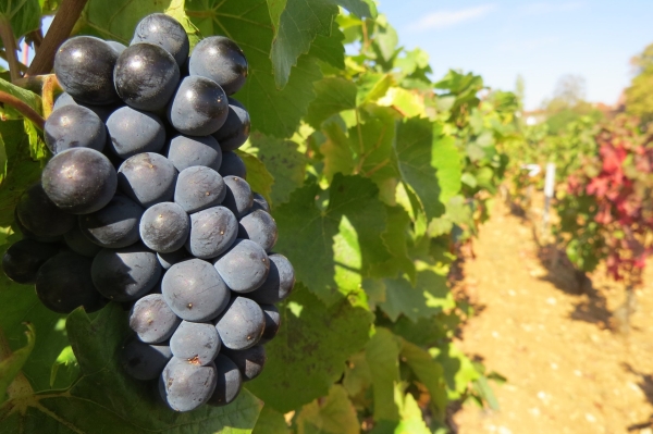 Les Volnay Premier Cru renoncent aux herbicides