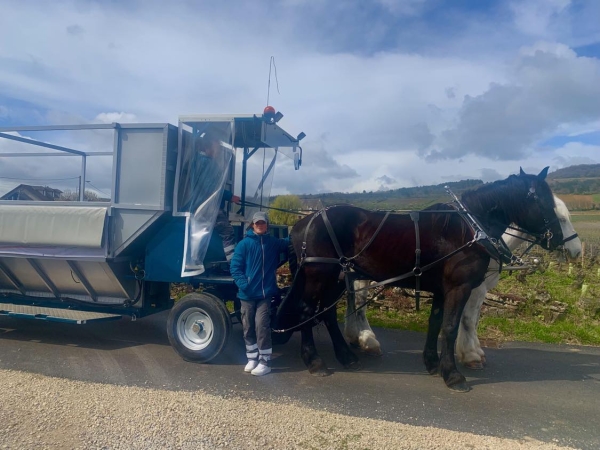 Collecte de déchets rythmée par les pas des chevaux 