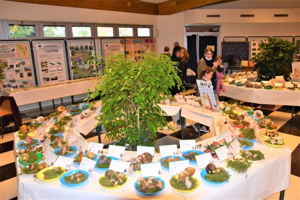  ‘Mycologie et Botanique’ a investi le weekend dernier la Maison des Syndicats 
