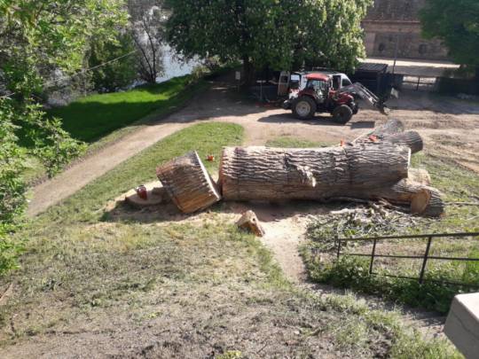 La réponse de la Mairie de Chalon-sur-Saone suite à la colère des chalonnais devant un nouvel arbre abattu 