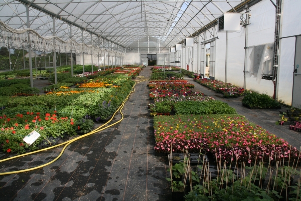 Vos plants de maraichage ou d’horticulture vous attendent à l’Atelier des PEP 71 du site de Châtenoy le Royal.