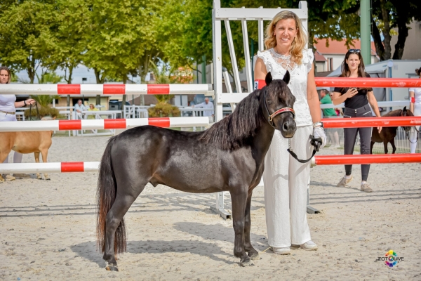 «  Lucky Star « , cheval miniature américain et son Suprême titre de Champion de France catégorie Allure