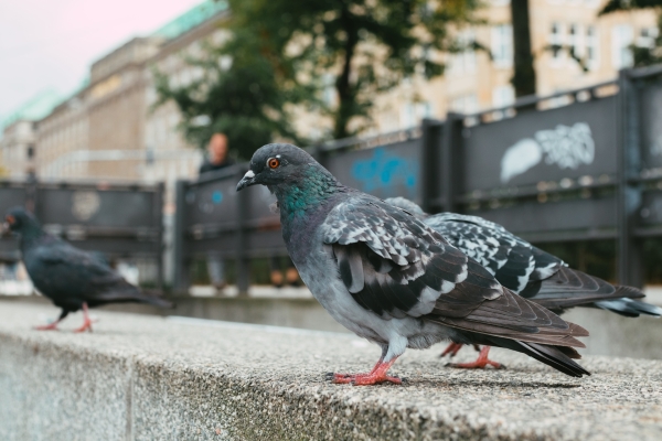 Inflation, salaires, austérité : «On est pas des pigeons»