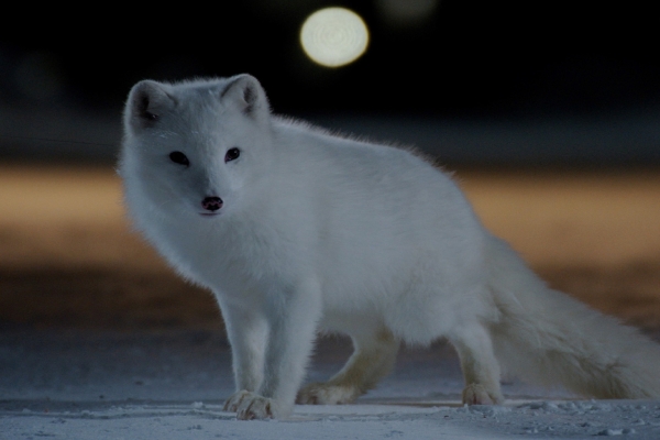 Ciné Relax : «Kina et Yuk, renards de la banquise» le samedi 13 janvier au Mégarama Chalon