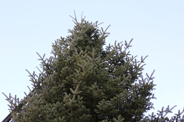 Un beau et grand sapin de 10 mètres trône désormais devant l'Hôtel-de-Ville