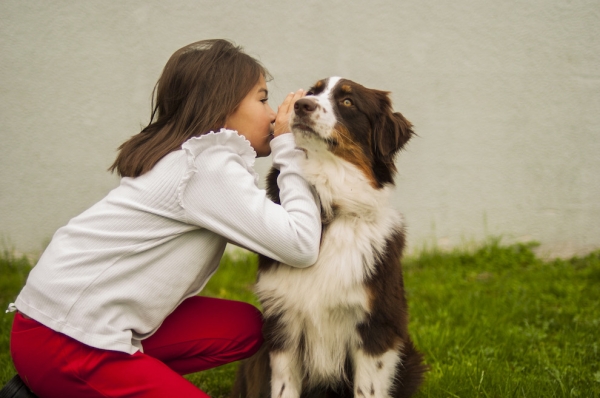 Bientôt, des chiens formés pour accompagner les enfants au tribunal en Côte-d’Or