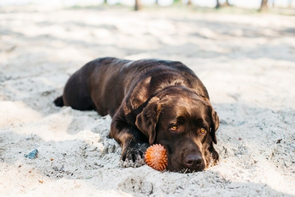 Attention, nos chiens craignent la chaleur… elle peut lui être fatale !