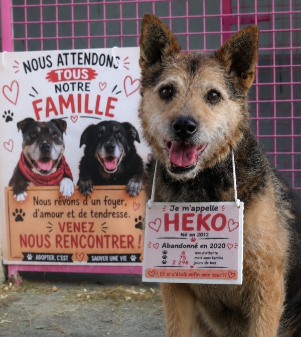 Journée mondiale contre l’abandon des animaux : la SPA du Chalonnais décrypte les causes de ce fléau