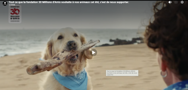 « Ils partent avec nous ! » Les conseils de la clinique vétérinaire Vétélios pour partir sereinement en vacances avec son animal