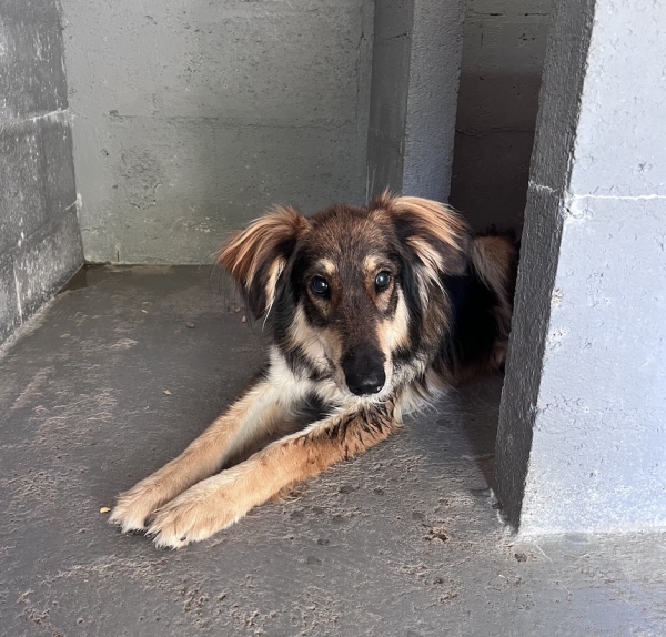SOS : ce chien cherche ses maîtres, le reconnaissez-vous ?