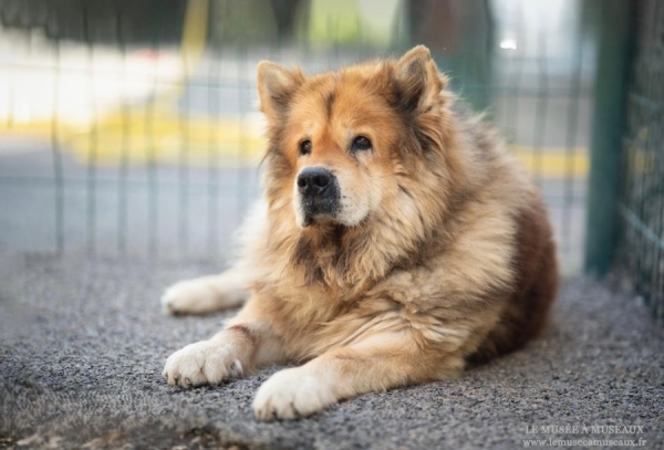 Élios, le noble chow-chow. Un cœur à adopter au refuge SPA du Chalonnais