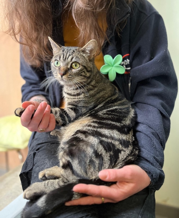 Mustang, le petit aventurier. Un cœur à adopter au refuge SPA du Chalonnais