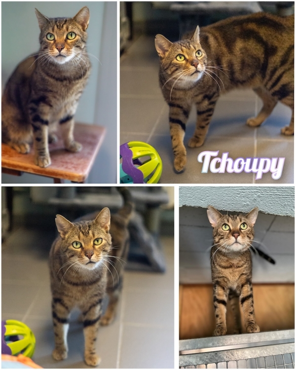 Tchoupy : le petit mâle indépendant au caractère affirmé. Un cœur à adopter au refuge SPA du Chalonnais
