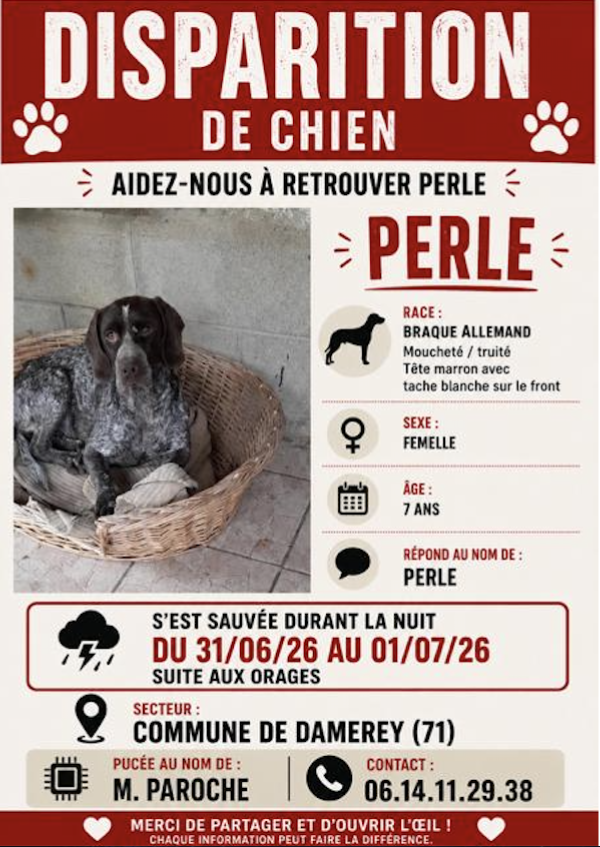 SOS – Chienne perdue à Damerey