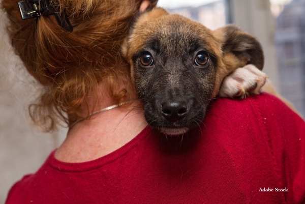 Appel à Témoins – Adoption animaux