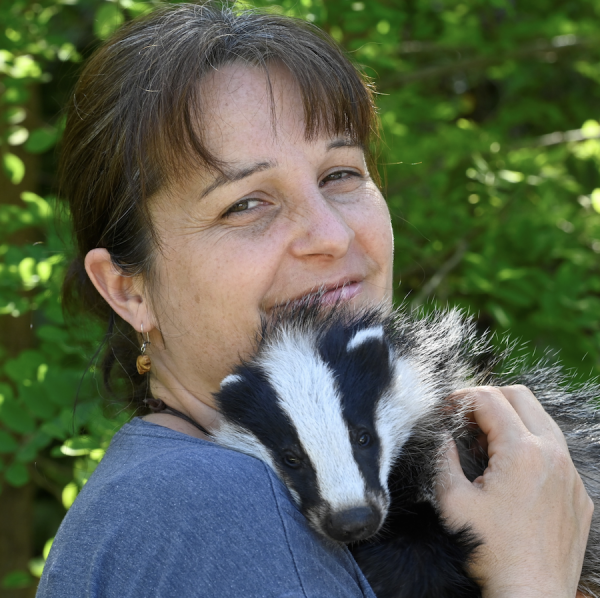 Ce soir, à 19 h, retrouvez la “Dian Fossey des blaireaux” qui vous dévoilera les coulisses étonnantes de cet animal méconnu