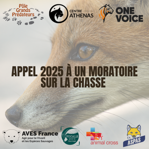Nouvel appel à un moratoire sur la chasse