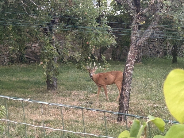 Près de Buxy : visite inattendue au verger