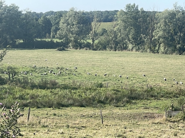 Drôle de troupeau sur la côte chalonnaise