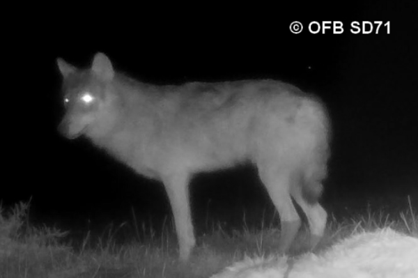 Loup en Saône-et-Loire : le préfet plie sous la pression des lobbys