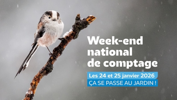 Le week-end du 24 et 25 janvier 2026, ouvrez l’œil : les oiseaux comptent sur vous !