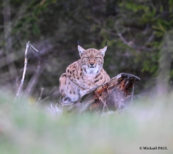 Pépita, lumière du Jura : un regard de lynx, une leçon de paix