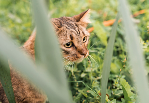 1 250 € d’amende parce que son chat allait chez le voisin… On marche sur la tête !