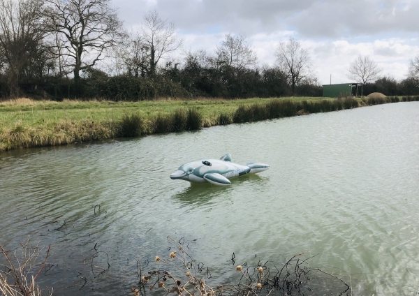 SOS dauphin abandonné !