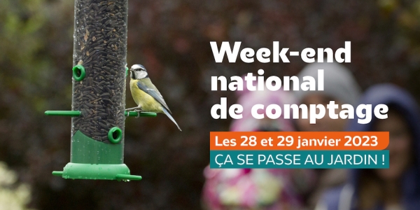 Samedi 28 et dimanche 29 janvier : tous aux aguets pour compter les oiseaux du jardin ! 