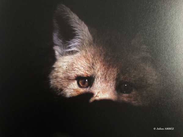 Chasseurs 'versus' renards : un combat inégal