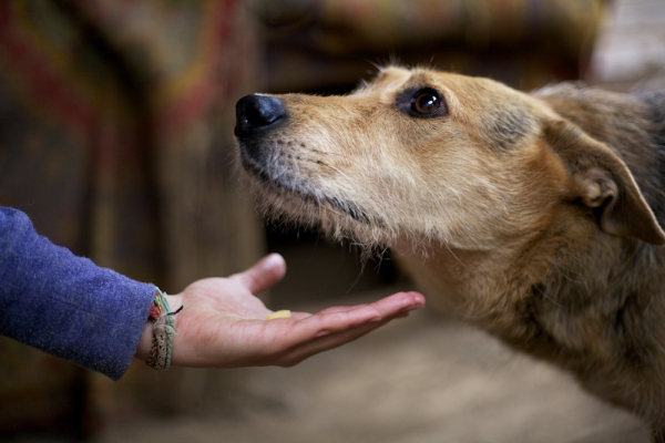 Animaux errants : les obligations du maire