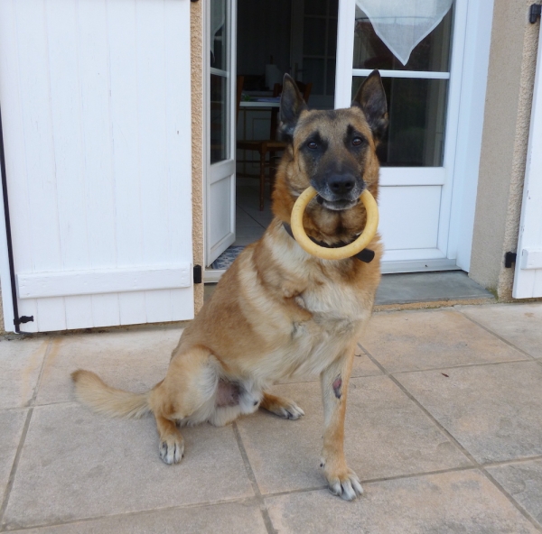 Ce malinois a frôlé 2 fois la mort avant d'être amputé