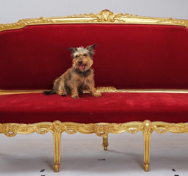 Lili, chienne d'actrice. Mais qu'est-ce qu'elle a fait au Bon Dieu ?