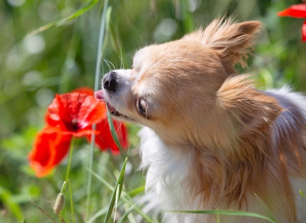 Attention aux intoxications : le top 5 des plantes les plus toxiques pour les chiens (et le chat ?)