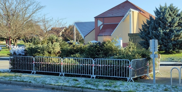 La commune de Dracy-le-Fort recycle les sapins de Noël