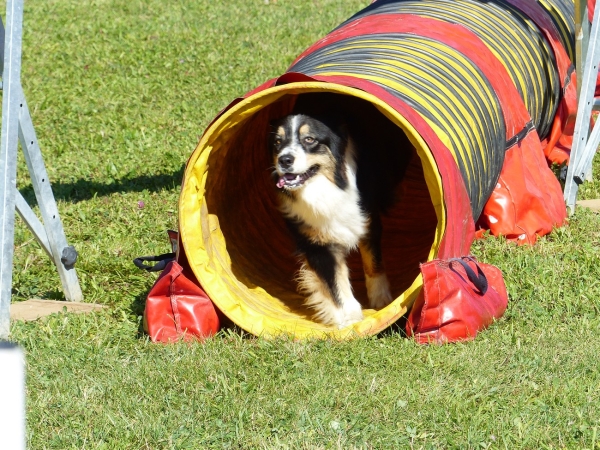 Concours d'agility  de l'EACF: encore une belle journée ensoleillée et conviviale