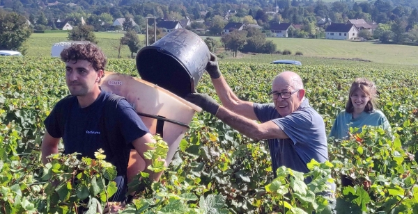 Les vendanges ont commencé dans le vignoble givrotin