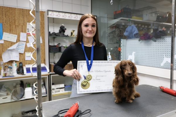 Elisa, médaille d’or au concours départemental toilettage canin, recherche Caniche ou bichon frisé pour épreuve concours national prévu le 17 octobre à Saint-Germain-Laval (77).