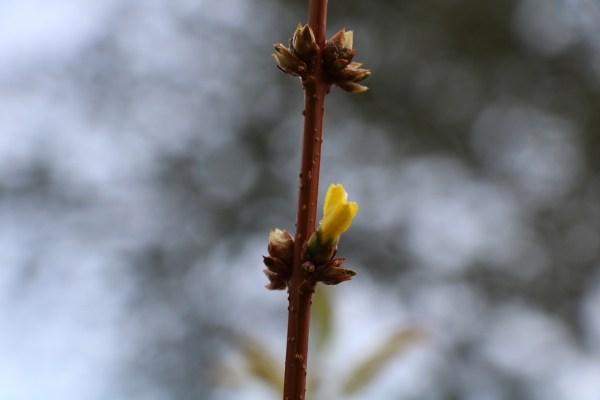 Insolite : Vous avez dit hiver ? Moi je dis printemps !