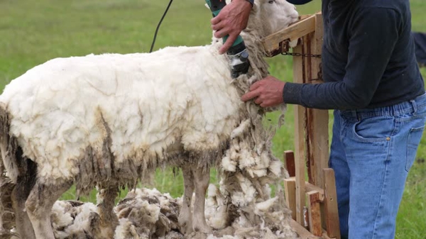 Châtenoy le Royal : Grande tonte des moutons « résidant » dans le terrain Guénot mercredi 13 août à partir de 13h30