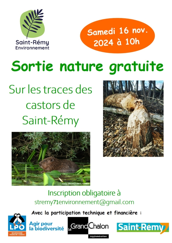 L'association "Saint Rémy environnement" organise le 16 novembre 2024 de 10 h à 12 h, une sortie GRATUITE "Sur les traces des castors de St Rémy".